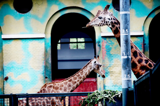 長頸鹿 北京動(dòng)物園 動(dòng)物