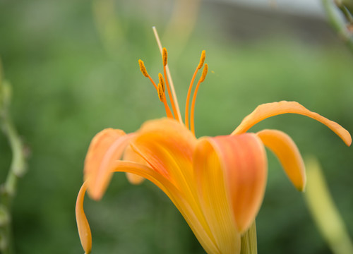 黃花菜