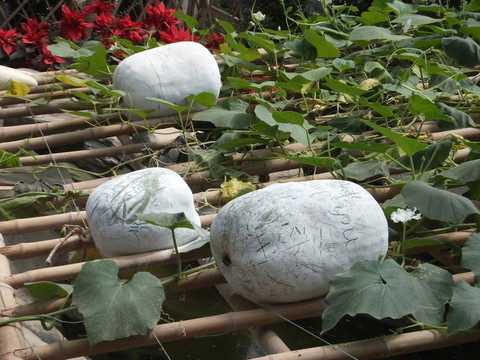 生態(tài)園 蔬菜 瓜