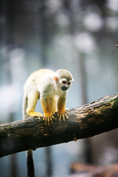 猴子 北京動物園 動物攝影