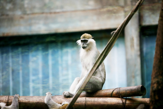 猴子 北京動物園 動物攝影