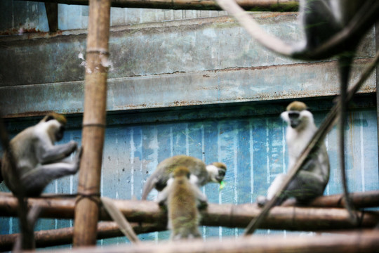 猴子 北京動物園 動物攝影