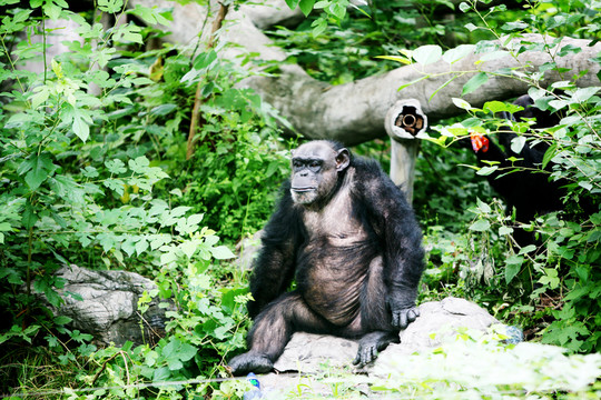 大猩猩 北京動物園 黑色