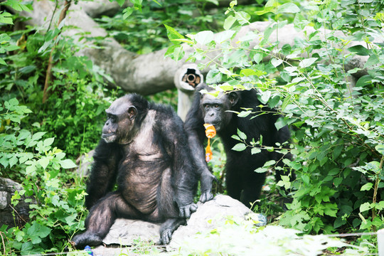 大猩猩 北京動物園 黑色