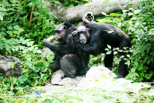 大猩猩 北京動(dòng)物園 黑色