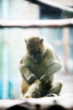 猴子 北京動物園 動物攝影