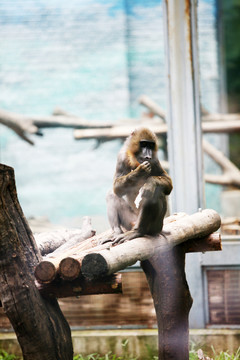 猴子 北京動物園 動物攝影