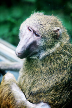 猴子 北京動物園 動物攝影