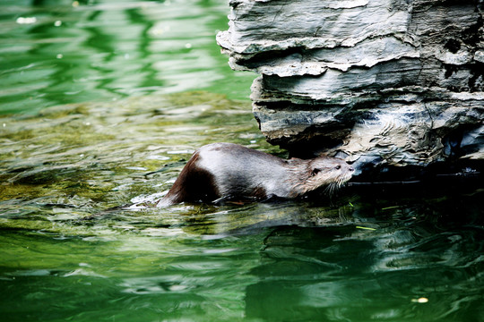 水獺 北京動物園 動物