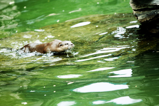水獺 北京動(dòng)物園 動(dòng)物