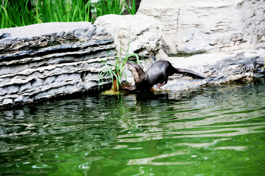 水獺 北京動物園 動物