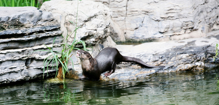 水獺 北京動物園 動物