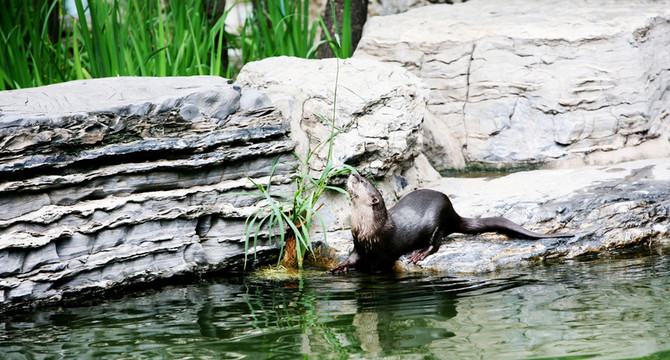 水獺 北京動物園 動物