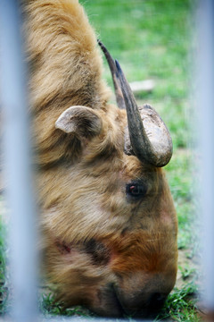 羊 北京動物園