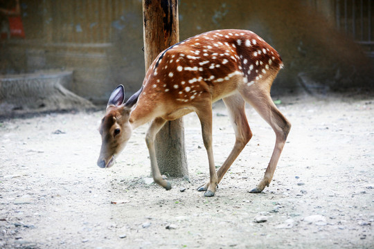 梅花鹿 北京動(dòng)物園