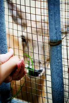 喂鹿 北京動(dòng)物園