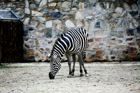 斑馬 北京動物園 動物