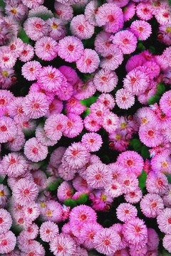 花卉數(shù)碼印花