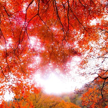 楓葉 紅葉