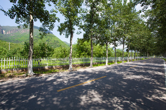 林蔭道