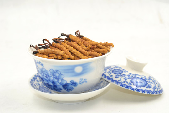 冬蟲夏草擺拍美圖