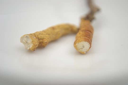 冬蟲夏草橫切面細(xì)節(jié)拍攝消化線