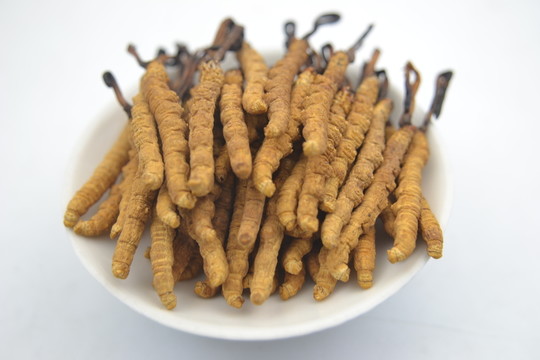 很干凈飽滿的冬蟲夏草擺拍