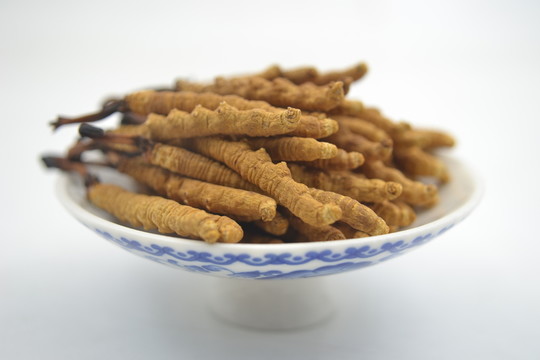 冬蟲夏草微距細(xì)節(jié)拍攝
