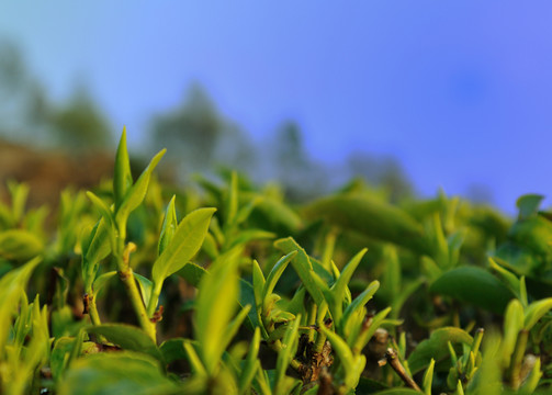茶園茶芽