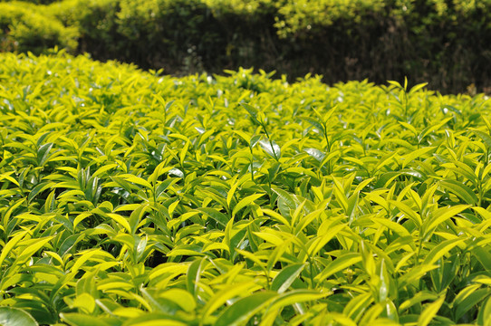 饒平浮濱 坪溪嶺頭 白葉單叢茶