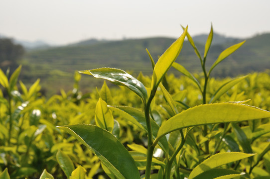 饒平浮濱坪溪嶺頭白葉單叢茶