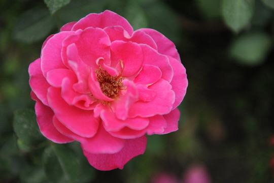 花瓣 花蕊