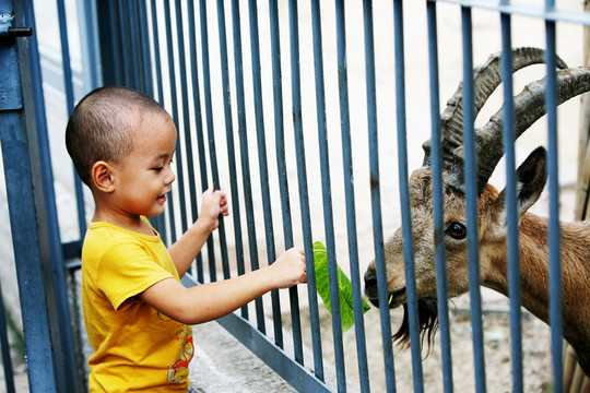 喂羊 北京動物園 兒童