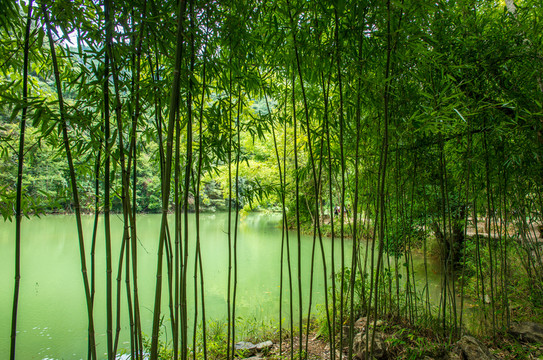 翠竹林