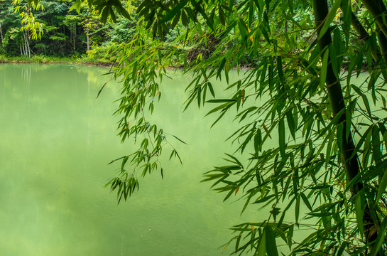竹樹(shù)