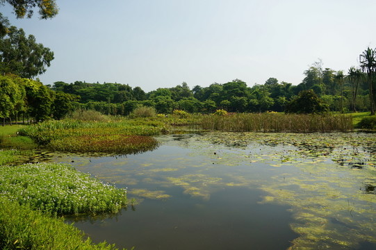 水生植物