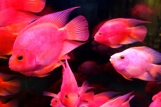魚缸里的魚