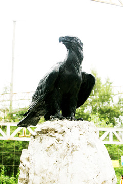 鷹 北京動物園 動物世界