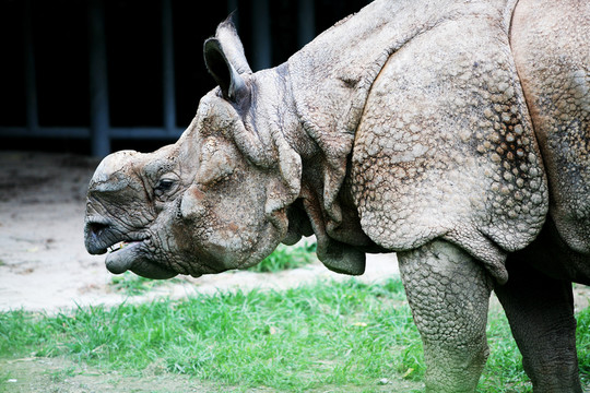 犀牛 北京動(dòng)物園 動(dòng)物