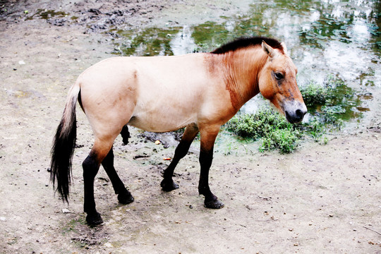 馬 北京動物園 動物 素材