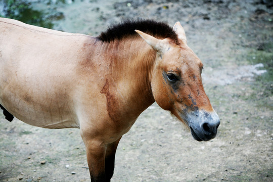 馬 北京動(dòng)物園 動(dòng)物