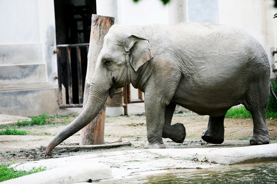 大象 北京動(dòng)物園 動(dòng)物