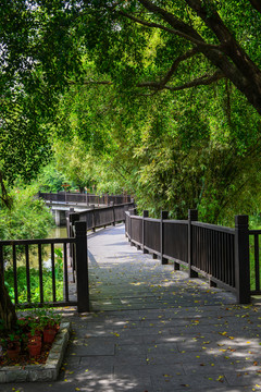 竹林棧道