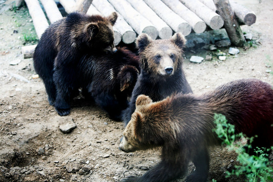 黑熊 北京動物園 動物