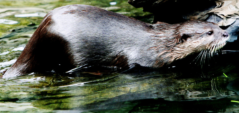 水獺 北京動物園 特寫