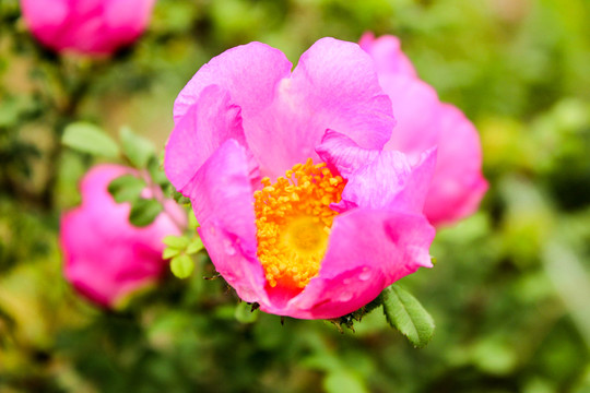 粉色芙蓉花
