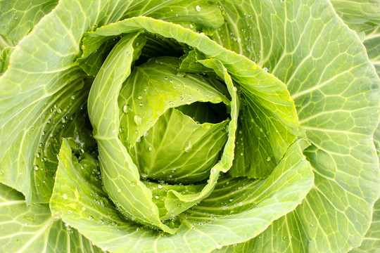 綠色有機(jī)卷心菜