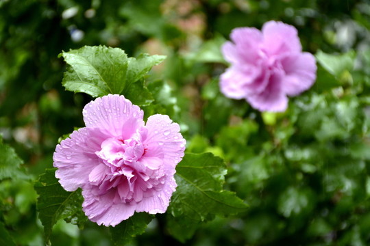 雨中花
