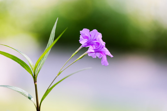 花翠蘆莉