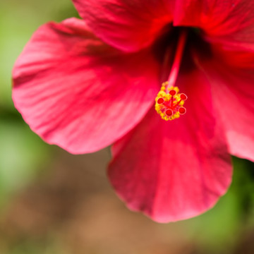 花扶?；? style=